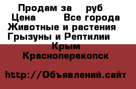 Продам за 50 руб. › Цена ­ 50 - Все города Животные и растения » Грызуны и Рептилии   . Крым,Красноперекопск